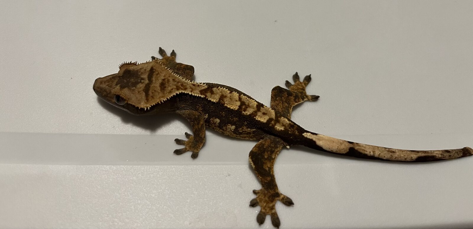 Crested gecko babies!!!