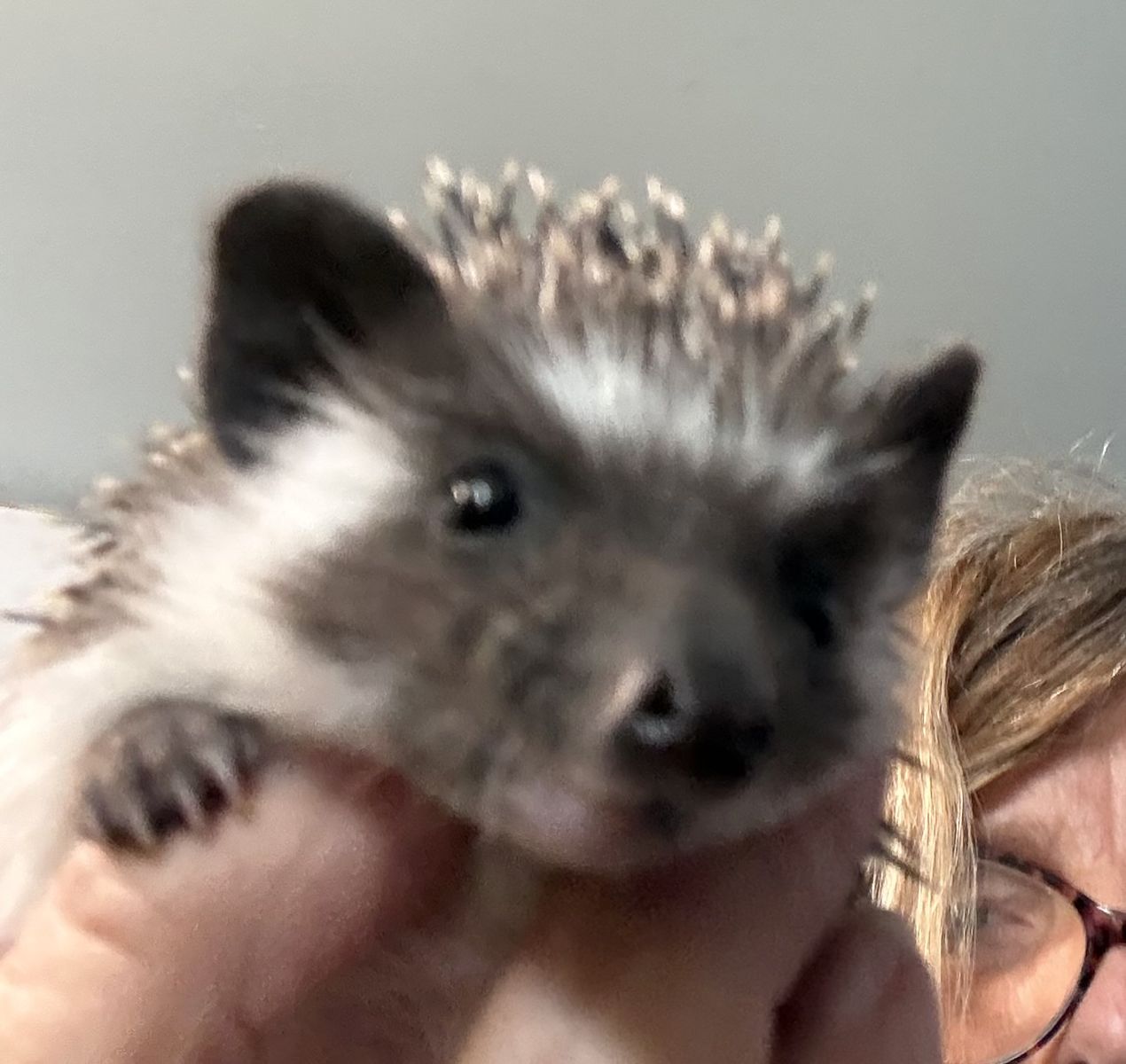 Hedgehogs
