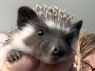 Hedgehogs