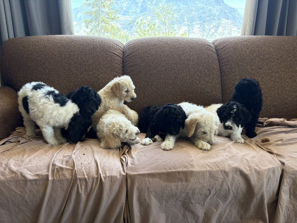 Labraddole Puppies