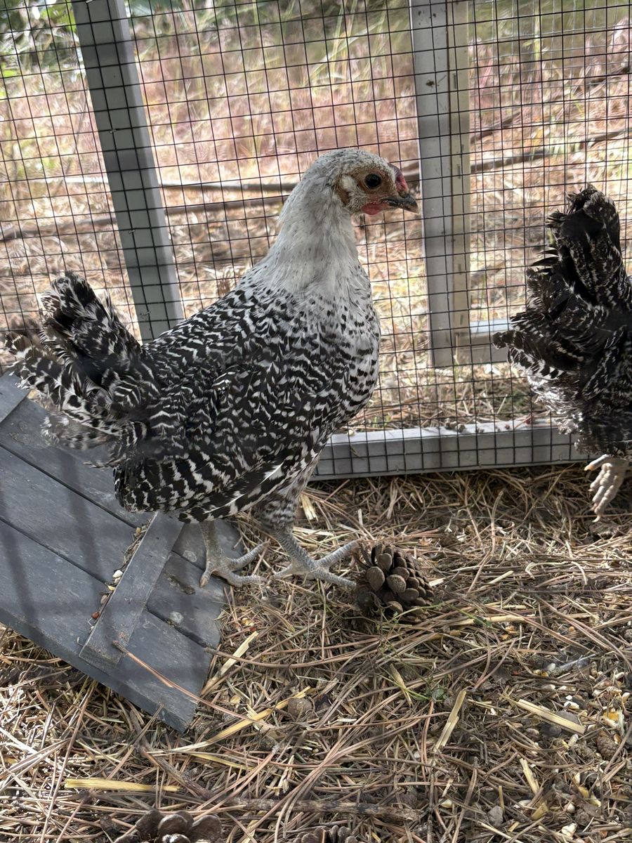 Silver Deathlayer Rooster
