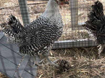 Silver Deathlayer Rooster