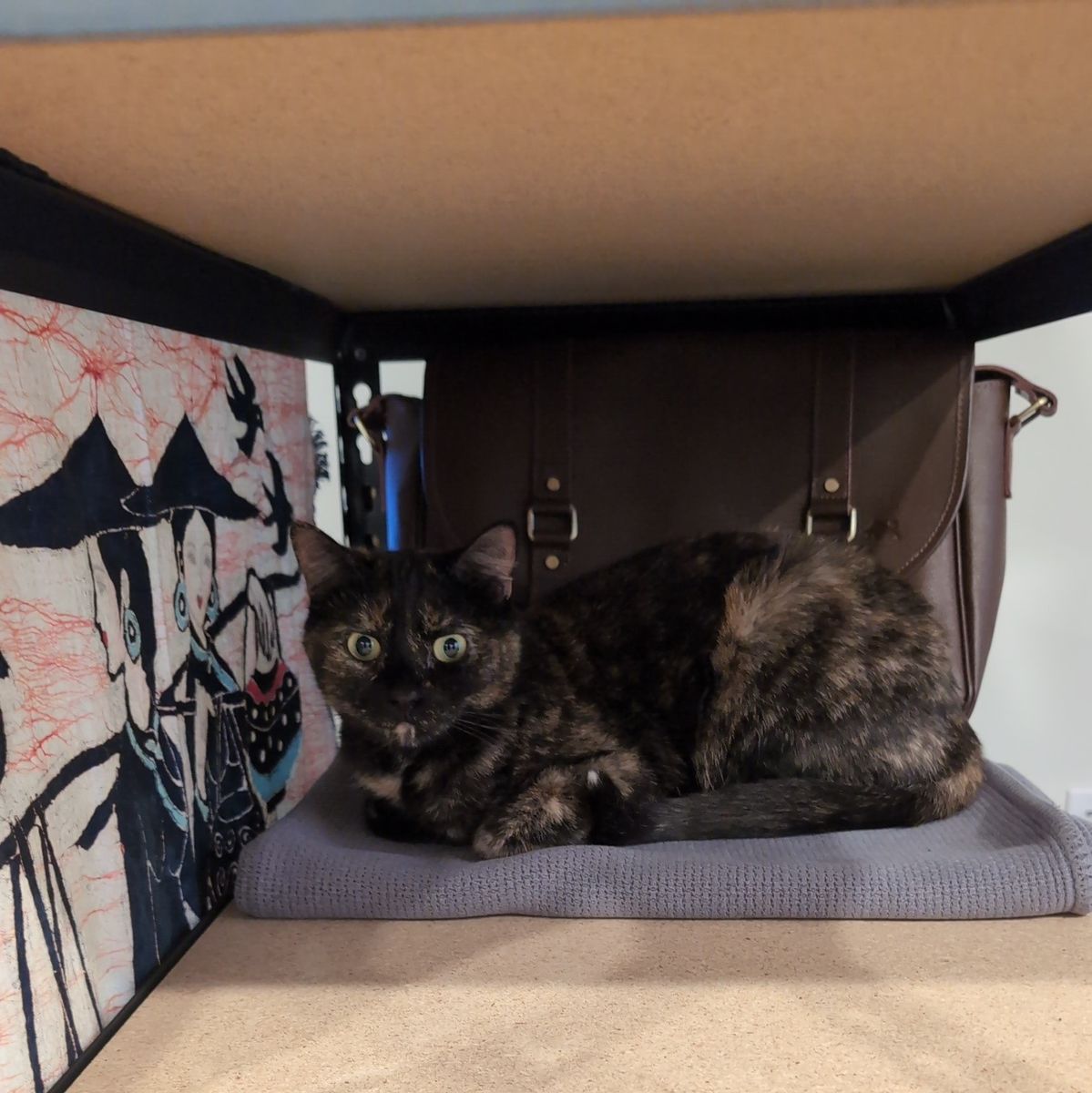 Sweet & Spunky Kitty Looking for a Forever Home
