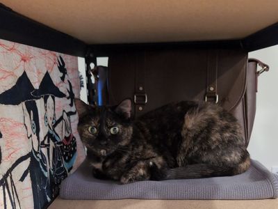 Sweet & Spunky Kitty Looking for a Forever Home