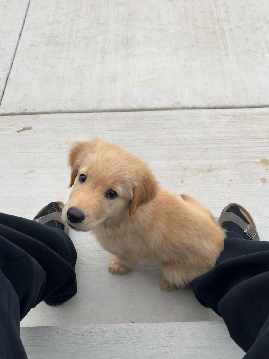 AKC Registered Golden Retriever Puppy (male)