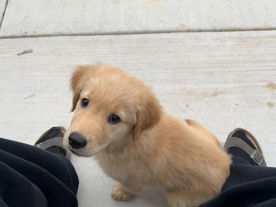 AKC Registered Golden Retriever Puppy (male)