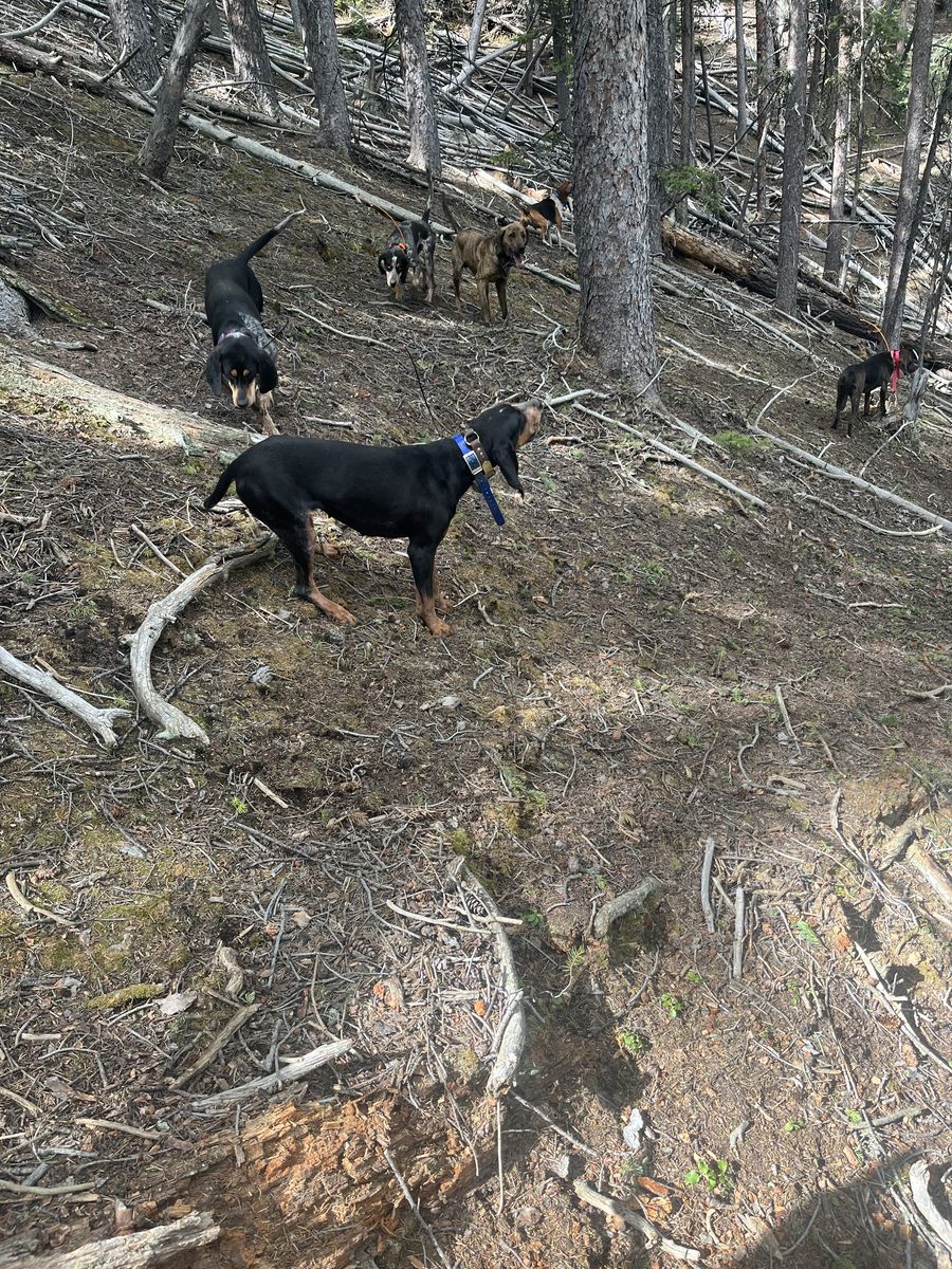Hounds For Sale