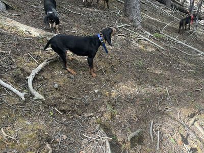 Hounds For Sale