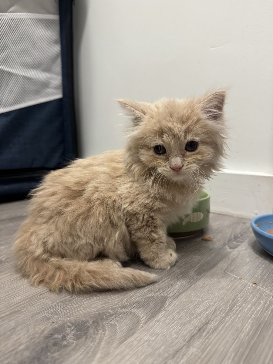 Fluffy Male Kitten