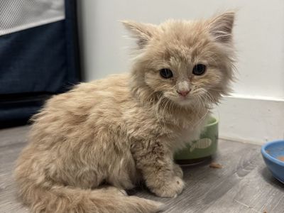 Fluffy Male Kitten
