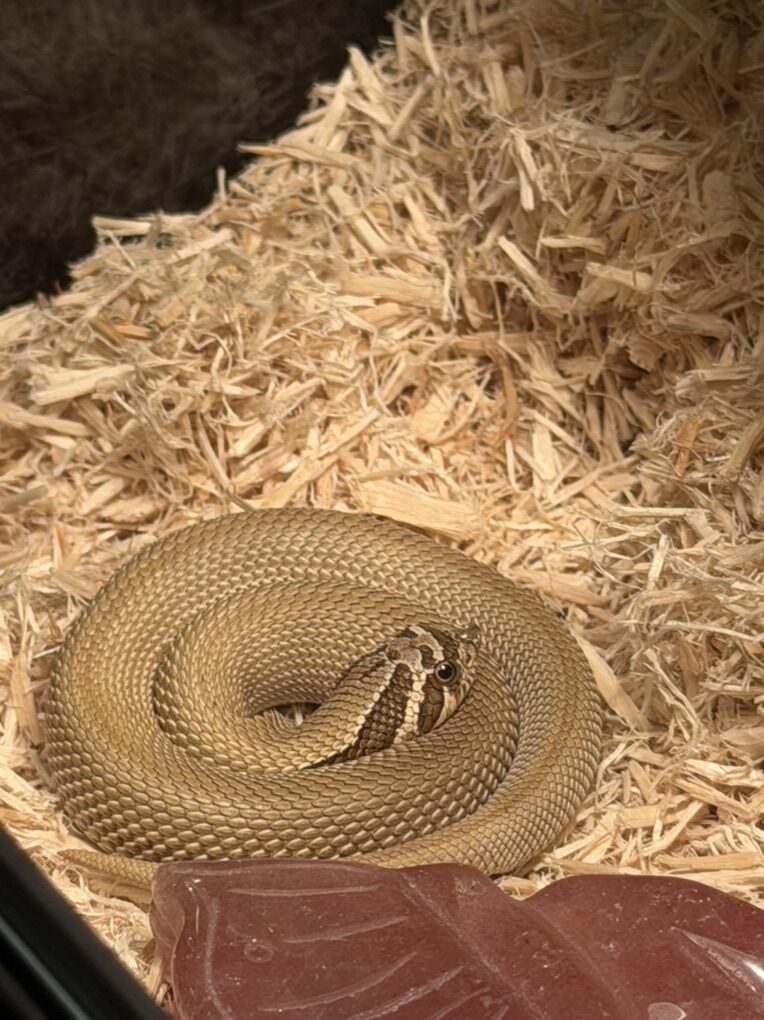 Hognose Snake
