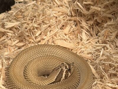 Hognose Snake
