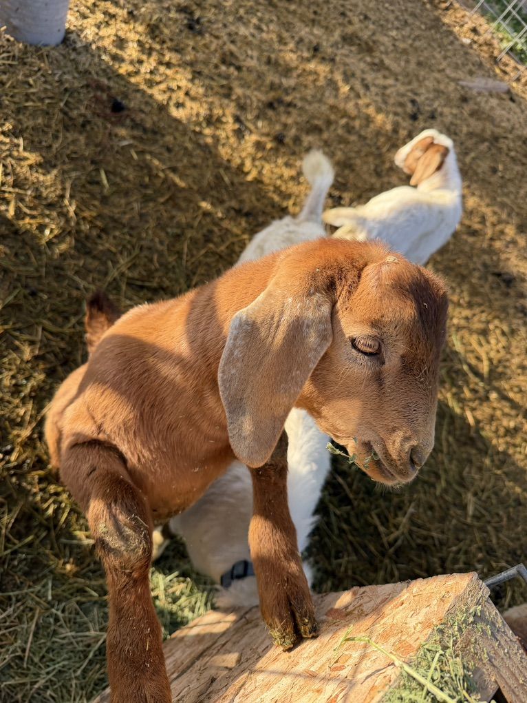 Nubian/boer Buckling