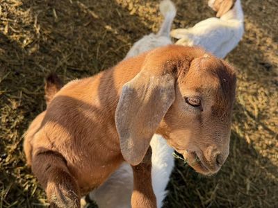 Nubian/boer Buckling