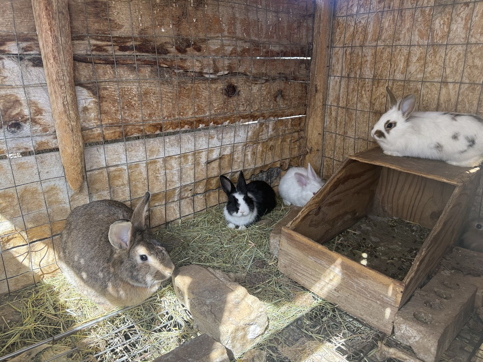 4 Lion Head Rabbits
