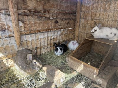 4 Lion Head Rabbits