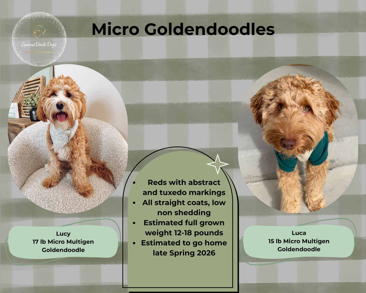 Micro Goldendoodle Puppies Utah – Straight Coat – 12–18 lbs – June Go Home