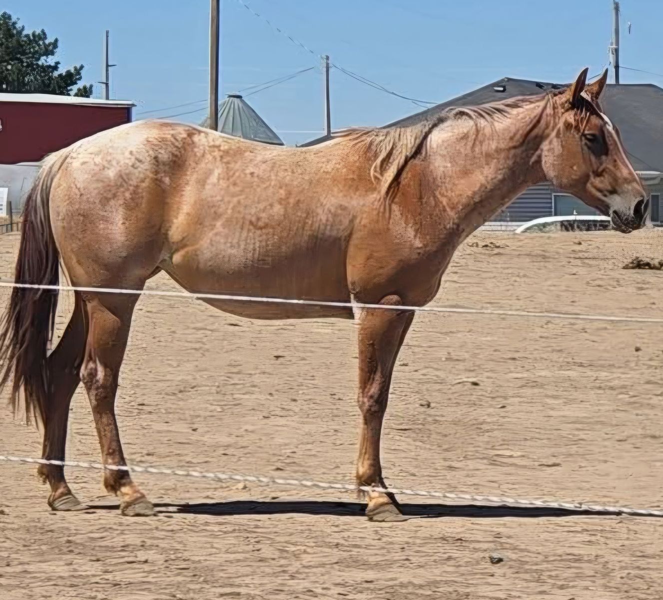 Aqha Red Roan 2 yr Old
