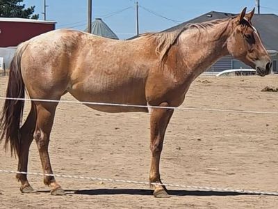 Aqha Red Roan 2 yr Old