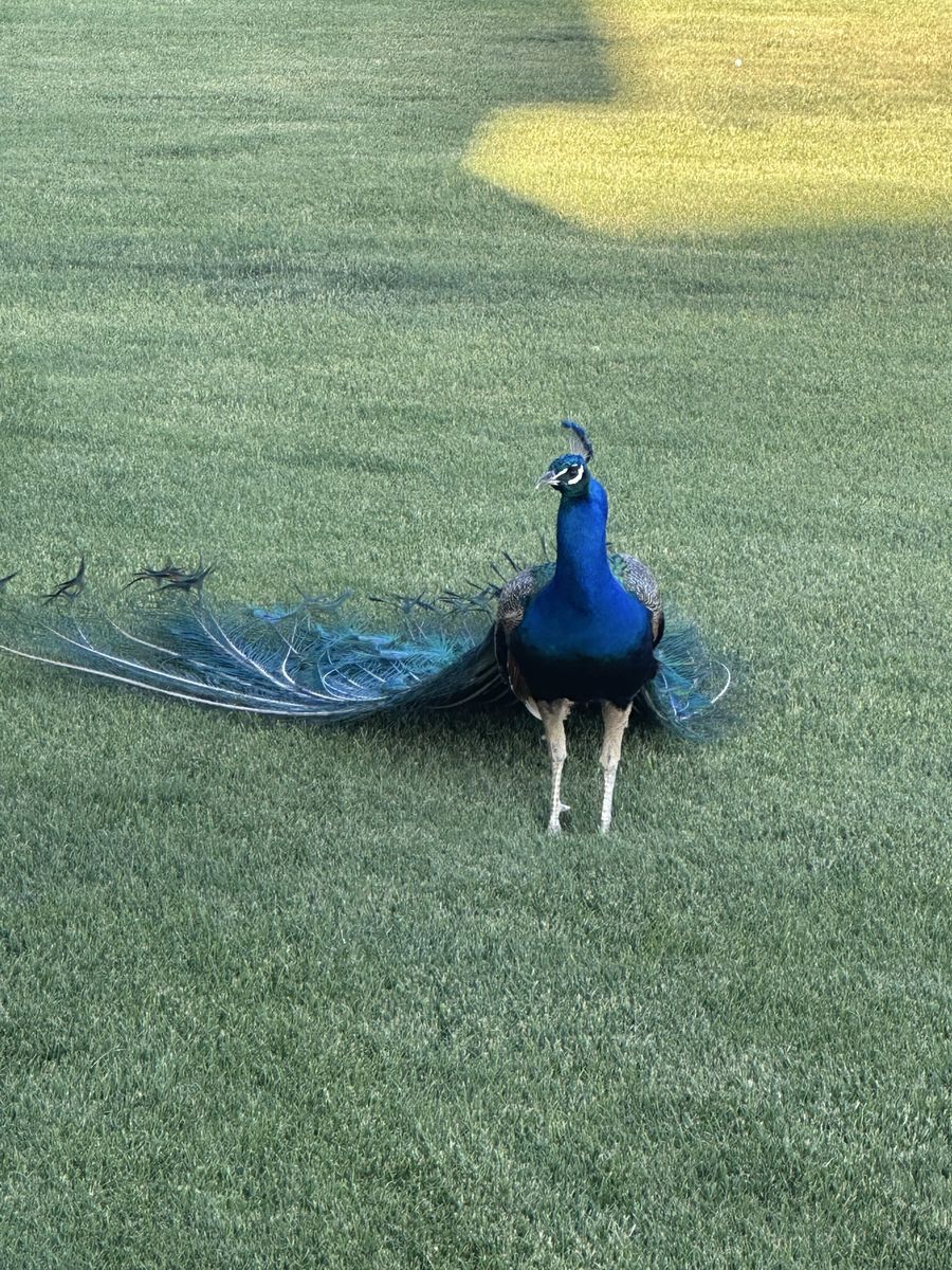 Peacocks, Peahens, and  PeaChicks 