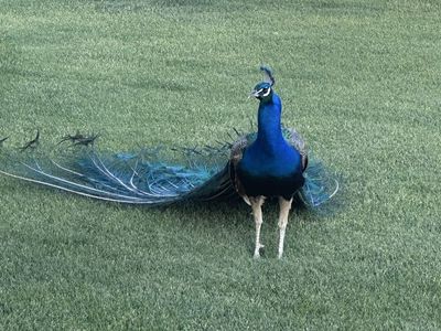 Peacocks, Peahens, and PeaChicks