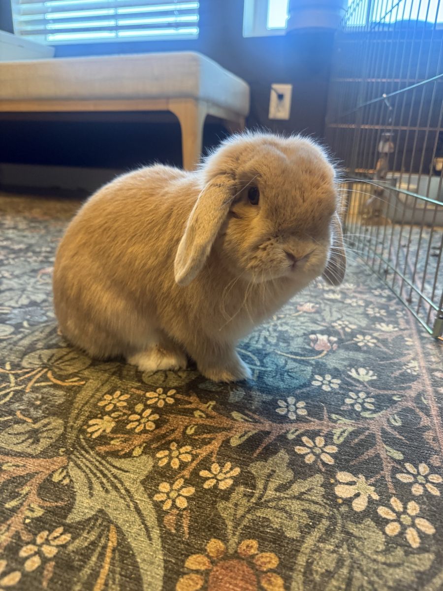 Holland Lop Bunny