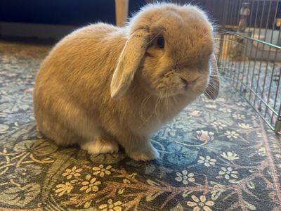 Holland Lop Bunny