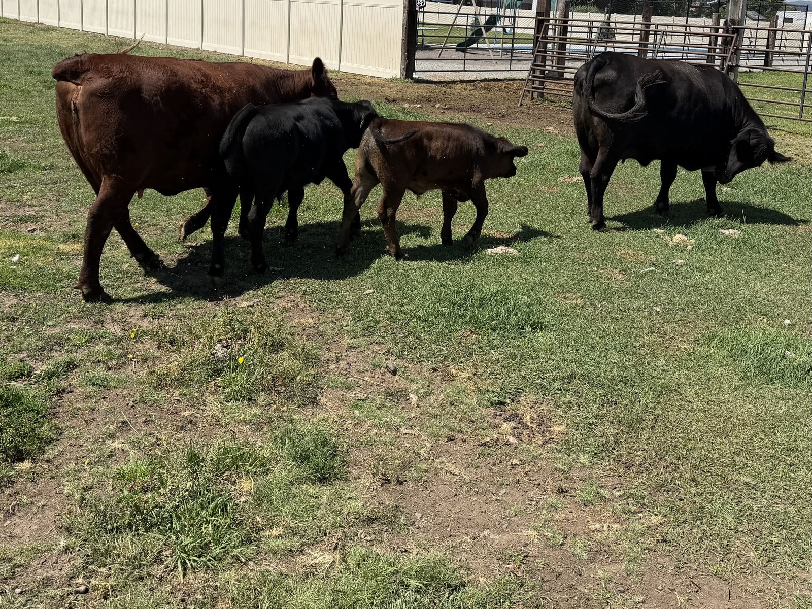 Cow calf pairs