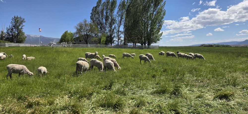 lambs