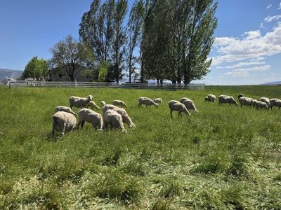 lambs