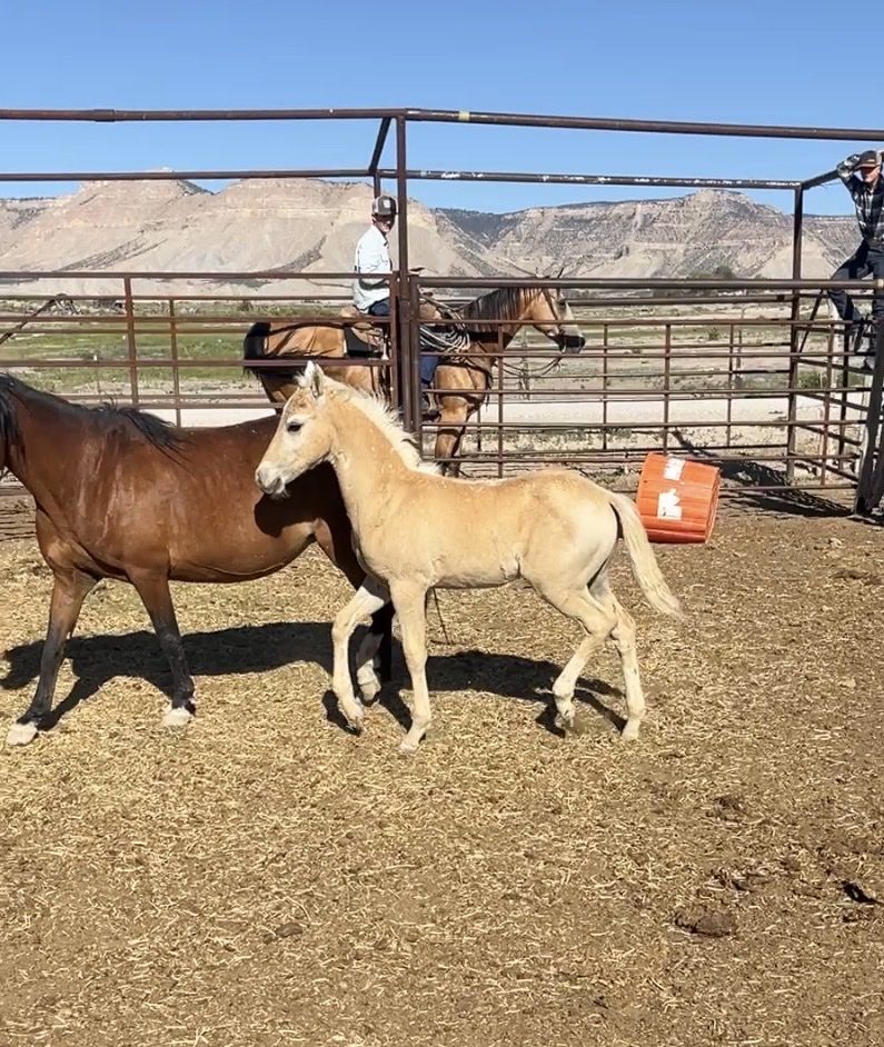 3 in one pony mare bred to cow horse stallion horse colt by cow horse.