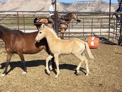 3 in one pony mare bred to cow horse stallion horse colt by cow horse.