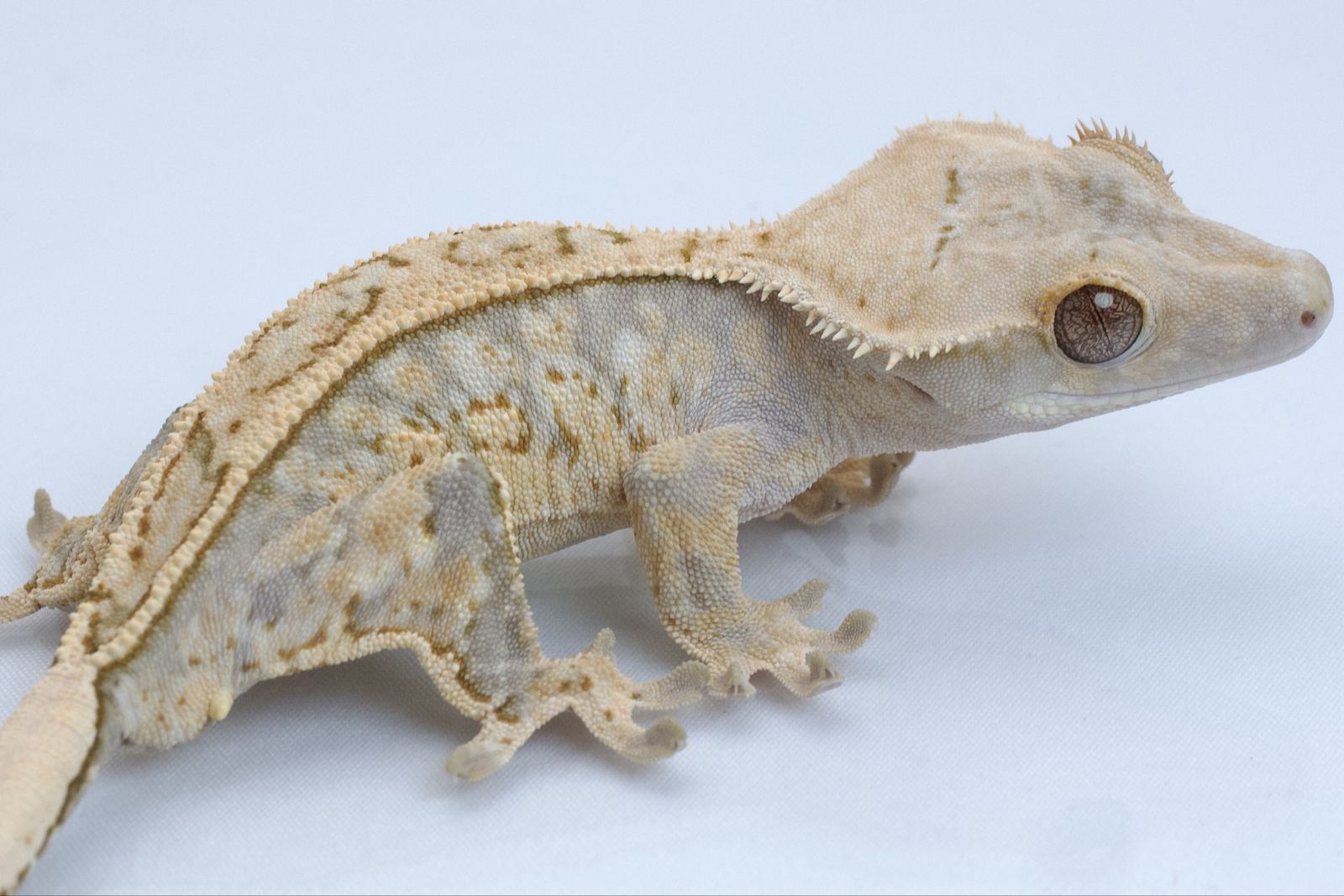 Juvenile Crested Gecko