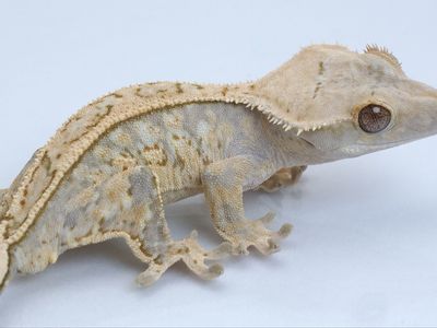 Juvenile Crested Gecko
