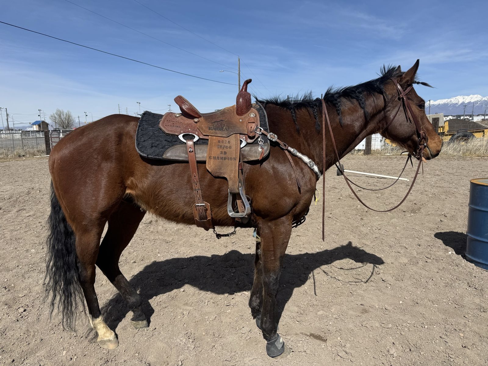 9 year old gelding