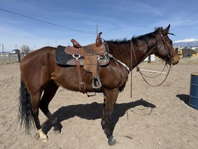 9 year old gelding