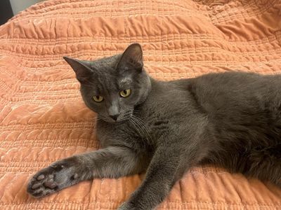 Cat Luna