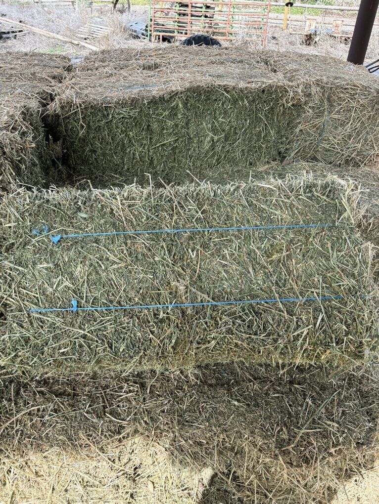 Straight Alafalfa Under Barn