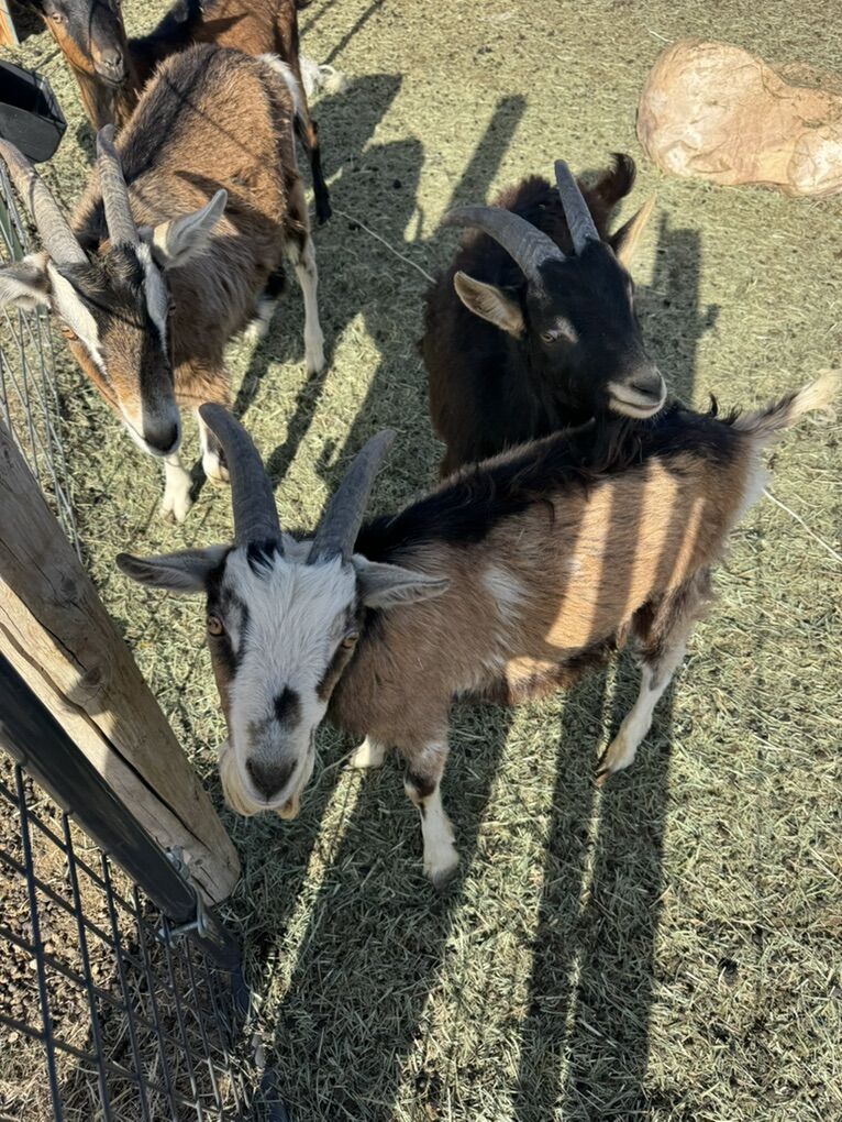 Pure Alpine Bucklings