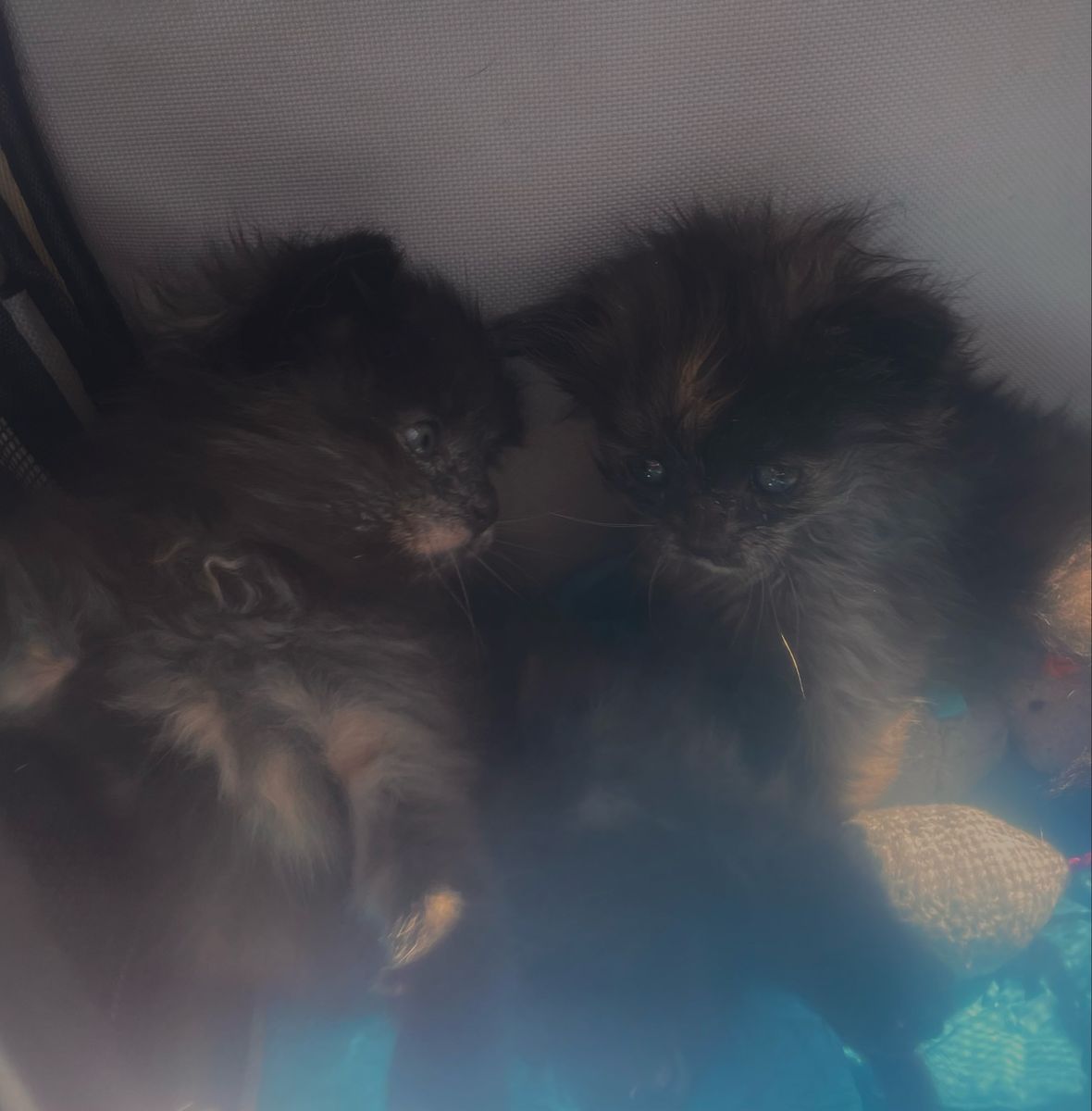 fostered kittens (free to a good home)