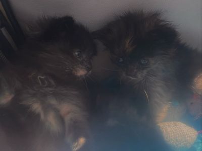 fostered kittens (free to a good home)