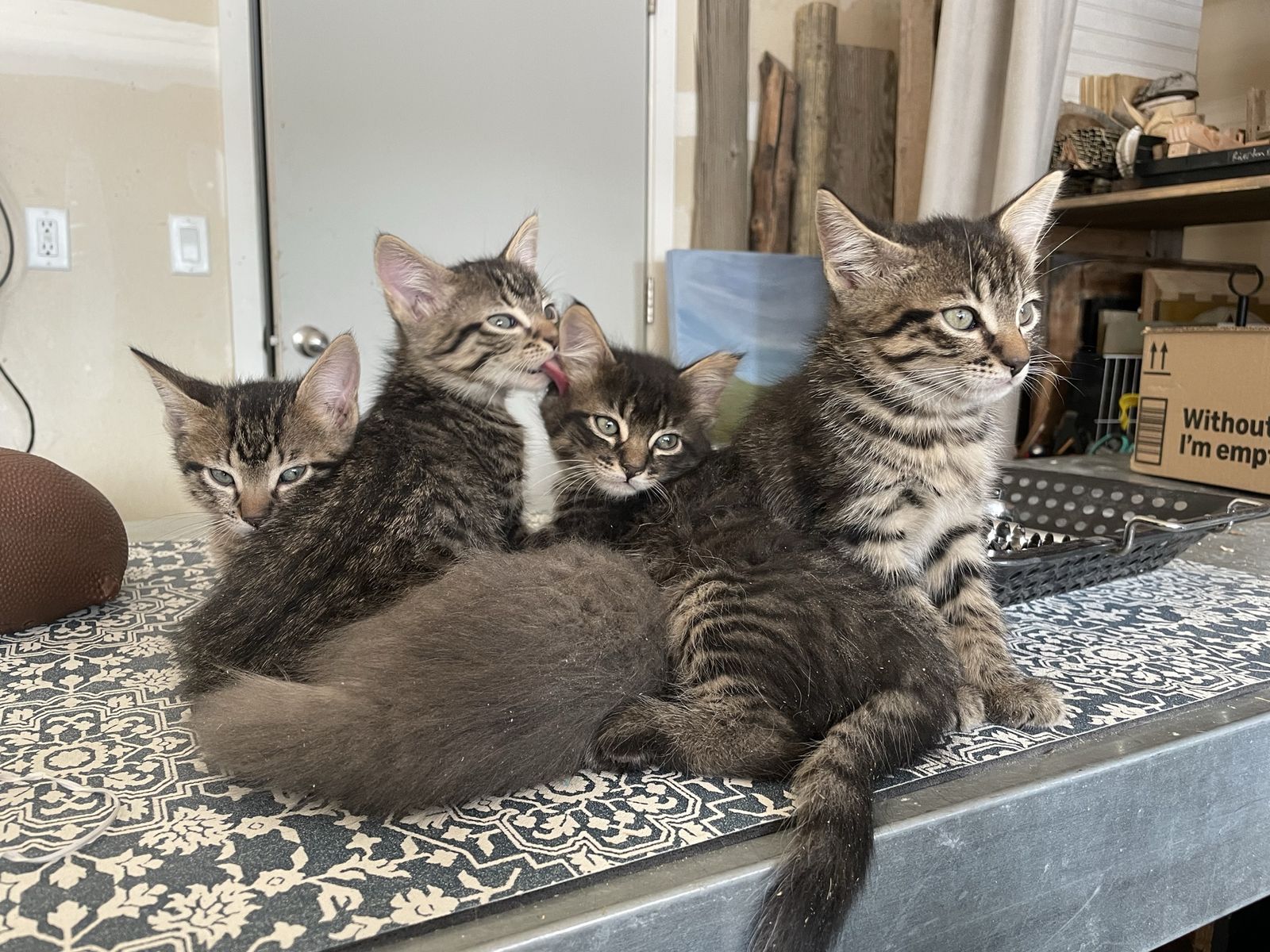 Kitten ready for good home