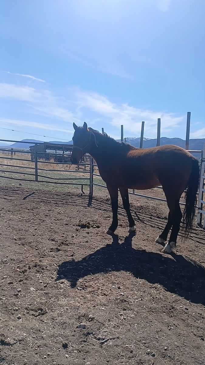 Marlboro, a Mustang of Iron Constitution