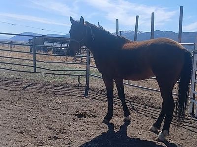 Marlboro, a Mustang of Iron Constitution