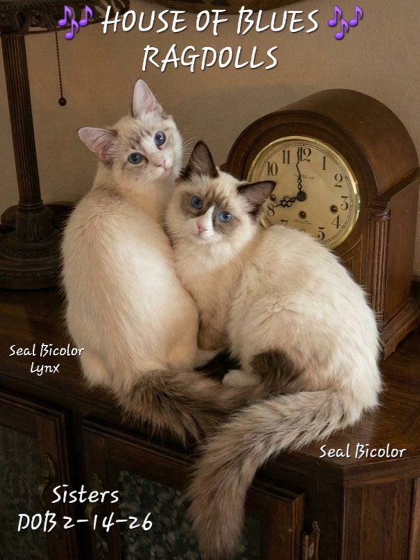 Ragdoll Kittens - Female Seal Bicolor & Seal Bicolor Lynx - TICA REGISTERED Purbred