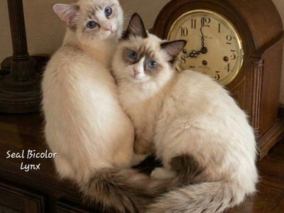 Ragdoll Kittens - Female Seal Bicolor & Seal Bicolor Lynx - TICA REGISTERED Purbred