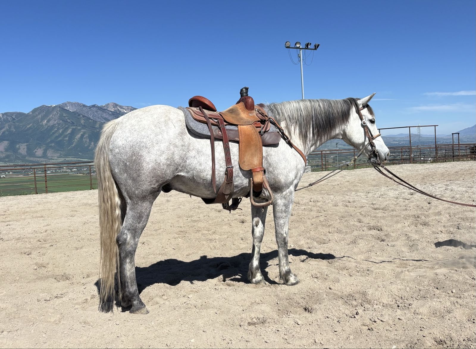 8 Year Old Tennessee Walker, Very Versatile!!