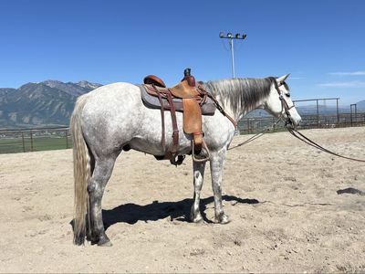 8 Year Old Tennessee Walker, Very Versatile!!