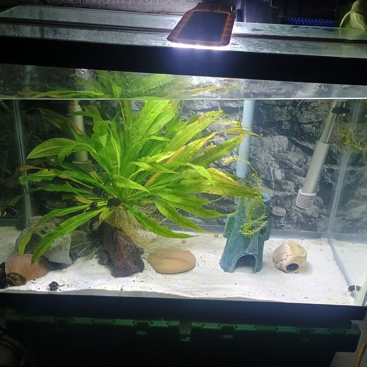 20 gl. fish tank