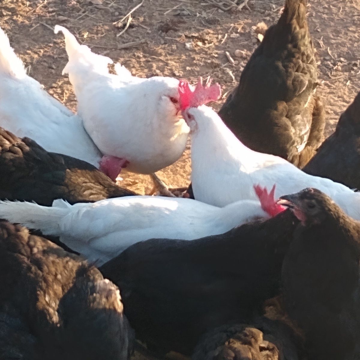 White leghorn laying hens